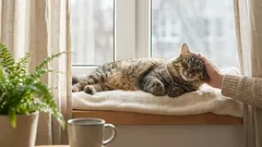 Waarom katten graag geaaid worden: een complete gids voor de 'plezierkaart' en de 3 verboden zones